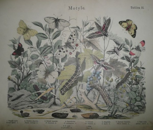 Historia naturalna państwa zwierzęcego, 1884 T.51-Butterflies
